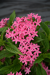 Lucky Star Pink Star Flower (Pentas lanceolata 'PAS1096468') at A Very Successful Garden Center