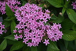 Lucky Star Lavender Star Flower (Pentas lanceolata 'PAS1096474') at A Very Successful Garden Center