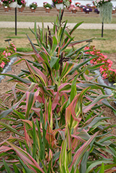 Pink Zebra Ornamental Corn (Zea mays 'Pink Zebra') at A Very Successful Garden Center