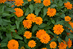 Zahara Double Bright Orange Zinnia (Zinnia 'Zahara Double Bright Orange') at Lakeshore Garden Centres