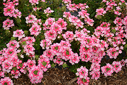 EnduraScape Pink Fizz Verbena (Verbena 'Balendinz') at A Very Successful Garden Center