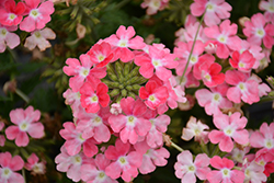 EnduraScape Pink Fizz Verbena (Verbena 'Balendinz') at Stonegate Gardens