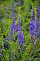 Forever Blue Speedwell (Veronica longifolia 'Balverevlu') at A Very Successful Garden Center