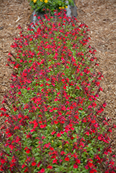 Mirage Cherry Red Autumn Sage (Salvia greggii 'Balmircher') at Lakeshore Garden Centres