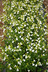 Mirage White Autumn Sage (Salvia greggii 'Balmirwite') at Stonegate Gardens