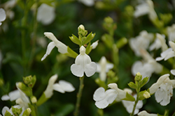 Mirage White Autumn Sage (Salvia greggii 'Balmirwite') at Lakeshore Garden Centres