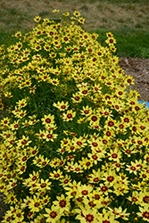 Electric Sunshine Tickseed (Coreopsis 'Electric Sunshine') at A Very Successful Garden Center