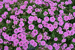 EnduraScape Pink Bicolor Verbena (Verbena 'Balendpibi') at A Very Successful Garden Center