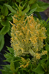 Kelos Fire Yellow Celosia (Celosia plumosa 'Kelos Fire Yellow') at Lakeshore Garden Centres