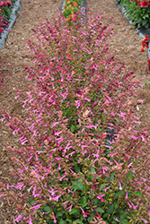 Skyscraper Pink Salvia (Salvia 'HYBSV16017') at A Very Successful Garden Center