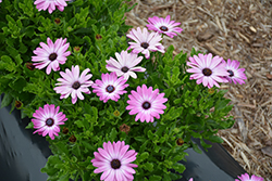 Sunny Violet Halo African Daisy (Osteospermum 'Sunny Violet Halo') at Lakeshore Garden Centres