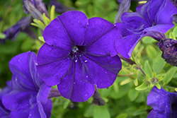 Success! Blue Petunia (Petunia 'Success! Blue') at A Very Successful Garden Center