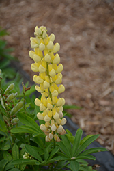Lupini Yellow Shades Lupine (Lupinus polyphyllus 'Lupini Yellow Shades') at Stonegate Gardens