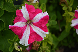 Success! 360 Rose Star Petunia (Petunia 'Success! 360 Rose Star') at A Very Successful Garden Center