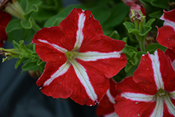 Success! 360 Red Star Petunia (Petunia 'Success! 360 Red Star') at A Very Successful Garden Center