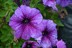 Success! 360 Purple Vein Petunia (Petunia 'Success! 360 Purple Vein') at A Very Successful Garden Center