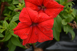 Success! 360 Red Petunia (Petunia 'Success! 360 Red') at A Very Successful Garden Center