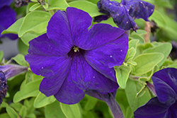 Success! 360 Blue Petunia (Petunia 'Success! 360 Blue') at A Very Successful Garden Center