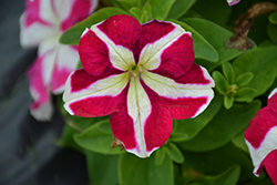 Success! HD Rose Star Petunia (Petunia 'Success! HD Rose Star') at A Very Successful Garden Center