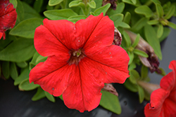 Success! HD Red Petunia (Petunia 'Success! HD Red') at A Very Successful Garden Center