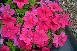 Success! HD Pink Petunia (Petunia 'Success! HD Pink') at A Very Successful Garden Center