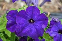 Success! HD Blue Petunia (Petunia 'Success! HD Blue') at Lakeshore Garden Centres