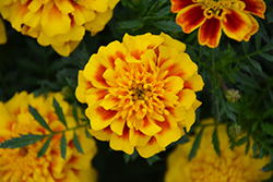 Super Hero Yellow Bee Marigold (Tagetes patula 'Super Hero Yellow Bee') at A Very Successful Garden Center