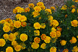 Super Hero Yellow Bee Marigold (Tagetes patula 'Super Hero Yellow Bee') at A Very Successful Garden Center