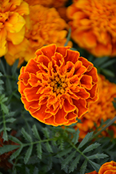 Super Hero Orange Flame Marigold (Tagetes patula 'Super Hero Orange Flame') at A Very Successful Garden Center