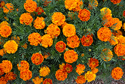 Super Hero Orange Flame Marigold (Tagetes patula 'Super Hero Orange Flame') at A Very Successful Garden Center