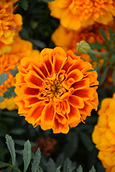 Super Hero Orange Bee Marigold (Tagetes patula 'Super Hero Orange Bee') at A Very Successful Garden Center
