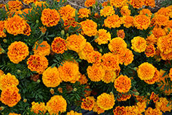 Super Hero Orange Bee Marigold (Tagetes patula 'Super Hero Orange Bee') at A Very Successful Garden Center