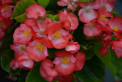 Sprint Plus Blush Begonia (Begonia 'Sprint Plus Blush') at A Very Successful Garden Center