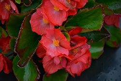 Sprint Plus Lipstick Begonia (Begonia 'Sprint Plus Lipstick') at Lakeshore Garden Centres