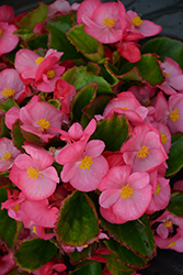 Sprint Plus Rose Begonia (Begonia 'Sprint Plus Rose') at A Very Successful Garden Center