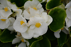 Sprint Plus White Begonia (Begonia 'Sprint Plus White') at Lakeshore Garden Centres