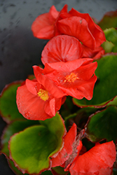 Sprint Plus Red Begonia (Begonia 'Sprint Plus Red') at A Very Successful Garden Center