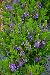 Adessa Blue Angelonia (Angelonia angustifolia 'Adessa Blue') at A Very Successful Garden Center