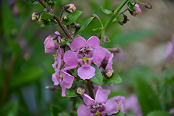 Adessa Pink Angelonia (Angelonia angustifolia 'Adessa Pink') at A Very Successful Garden Center