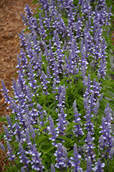 Farina Arctic Blue Salvia (Salvia farinacea 'Farina Arctic Blue') at Lakeshore Garden Centres