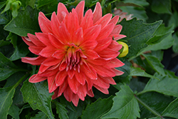 Lubega XL Orange Dahlia (Dahlia 'Lubega XL Orange') at A Very Successful Garden Center