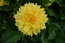 Lubega XL Yellow Dahlia (Dahlia 'Lubega XL Yellow') at A Very Successful Garden Center