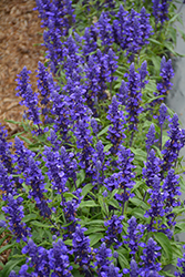 Farina Blue Salvia (Salvia farinacea 'Farina Blue') at Lakeshore Garden Centres
