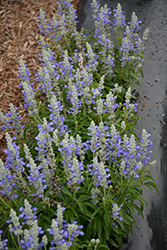 Farina Bicolor Blue Salvia (Salvia farinacea 'Farina Bicolor Blue') at A Very Successful Garden Center