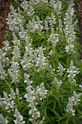 Farina White Salvia (Salvia farinacea 'Farina White') at A Very Successful Garden Center