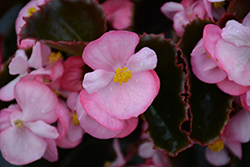 Senator IQ Pink (Begonia 'Senator IQ Pink') at A Very Successful Garden Center
