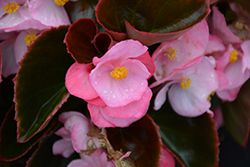 Senator IQ Rose (Begonia 'Senator IQ Rose') at A Very Successful Garden Center