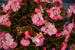 Senator IQ Rose Bicolor (Begonia 'Senator IQ Rose Bicolor') at A Very Successful Garden Center