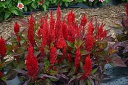 Century Red Celosia (Celosia 'Century Red') at Lakeshore Garden Centres