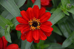 Profusion Red Zinnia (Zinnia 'Profusion Red') at A Very Successful Garden Center